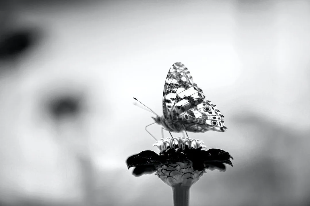 Close-up of a butterfly on a flower